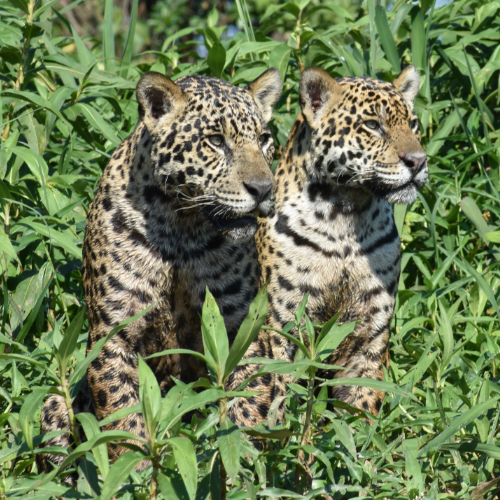 Jaguar